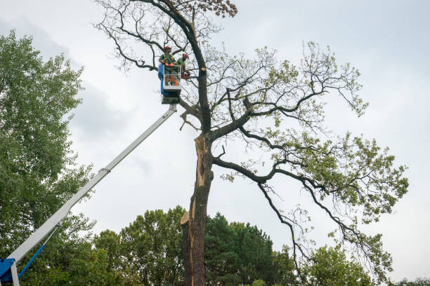 Best Commercial Tree Services  in Buhl, MN