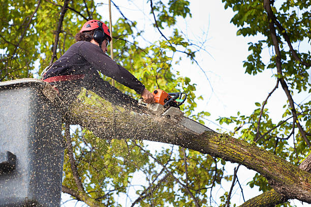 Best Root Management and Removal  in Buhl, MN